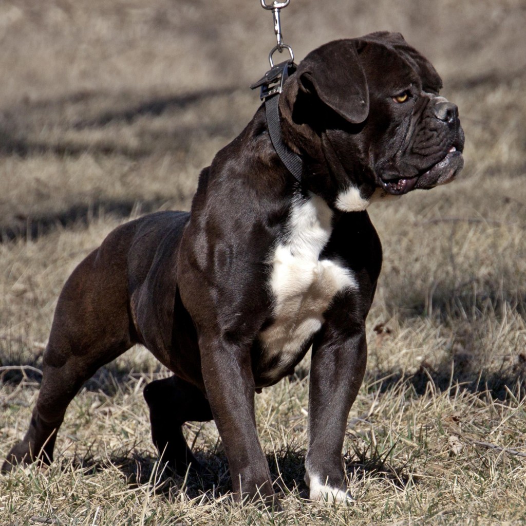 Black Bulldogge