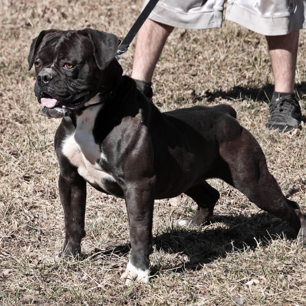 Olde English Bulldogge side shot