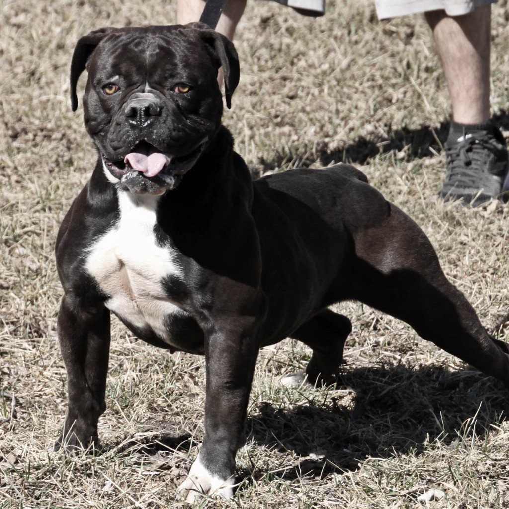 Evolution Olde English Bulldogges