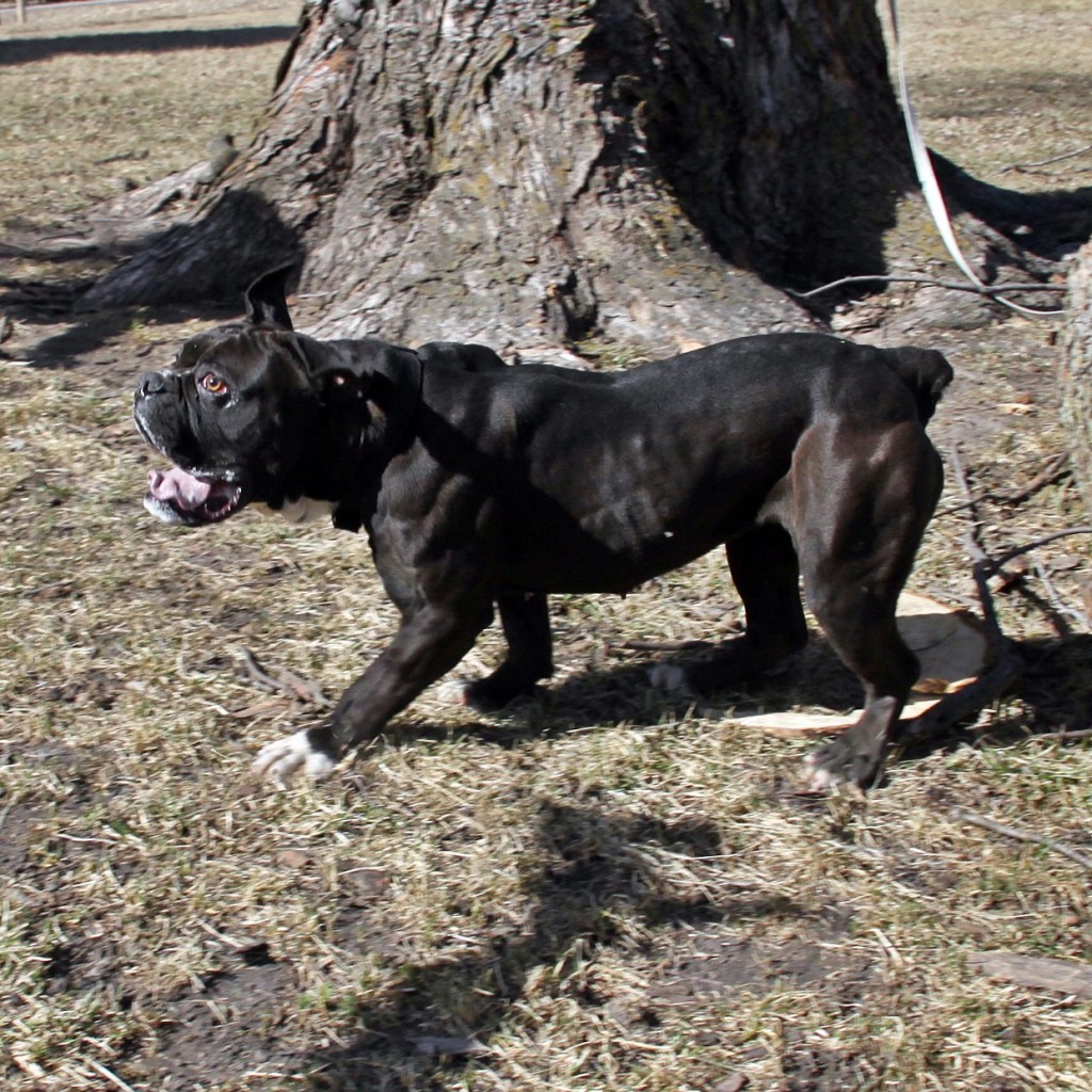 Olde English Bulldogge side shot