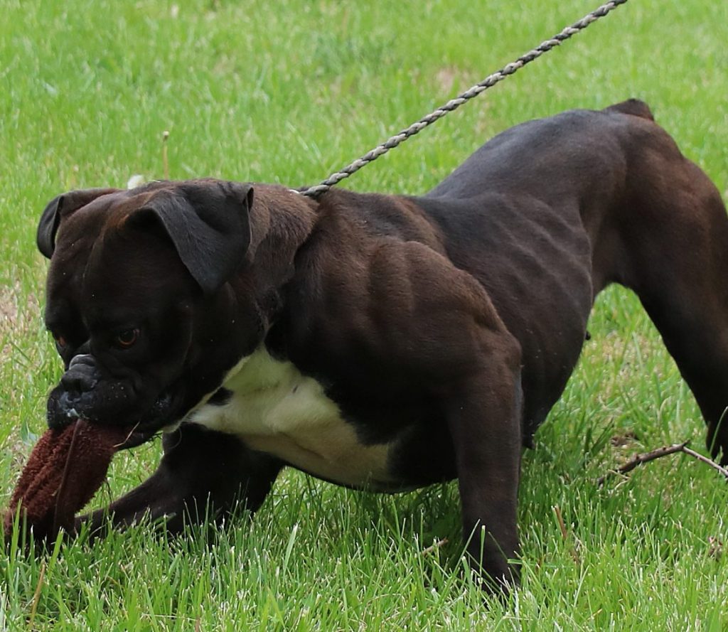 Dark Brown English Bulldogge Playing Outside