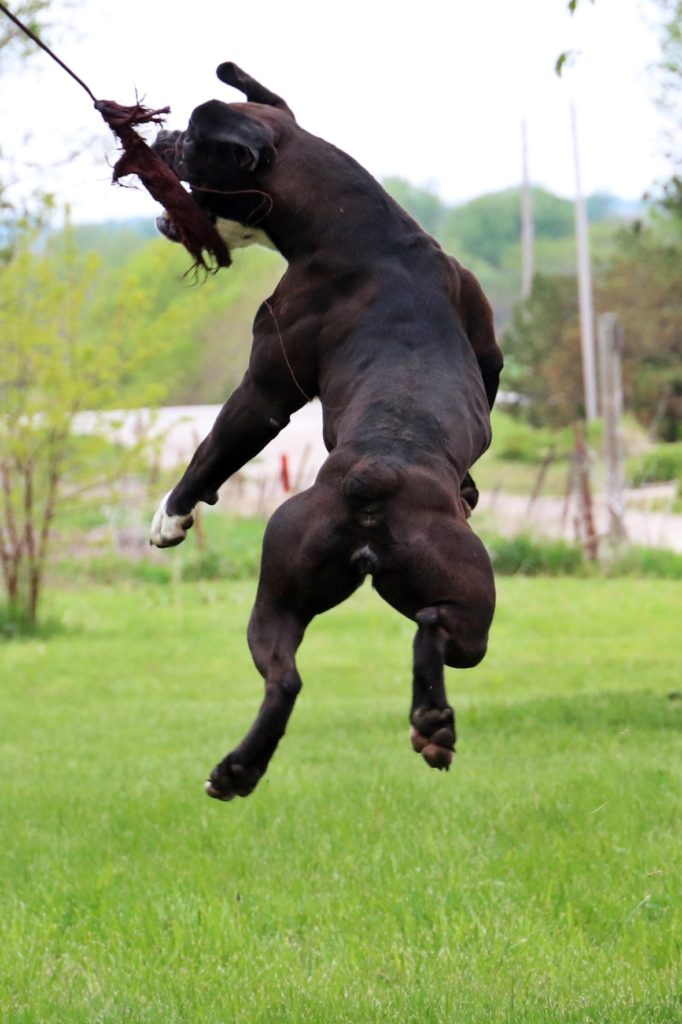 Active English Bulldogge Playing Outdoors