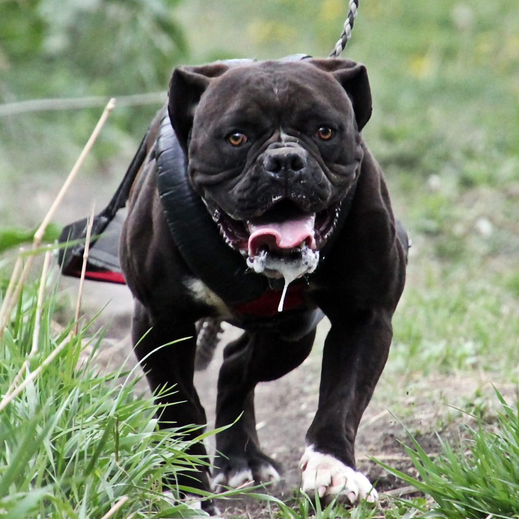 Olde English Bulldogge Weight Pull 2