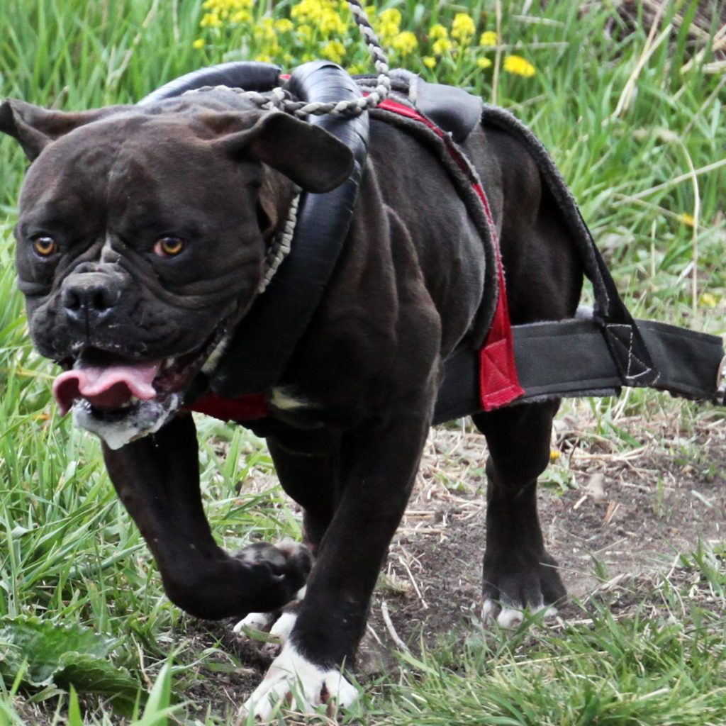 Olde English Bulldogge Weight Pull