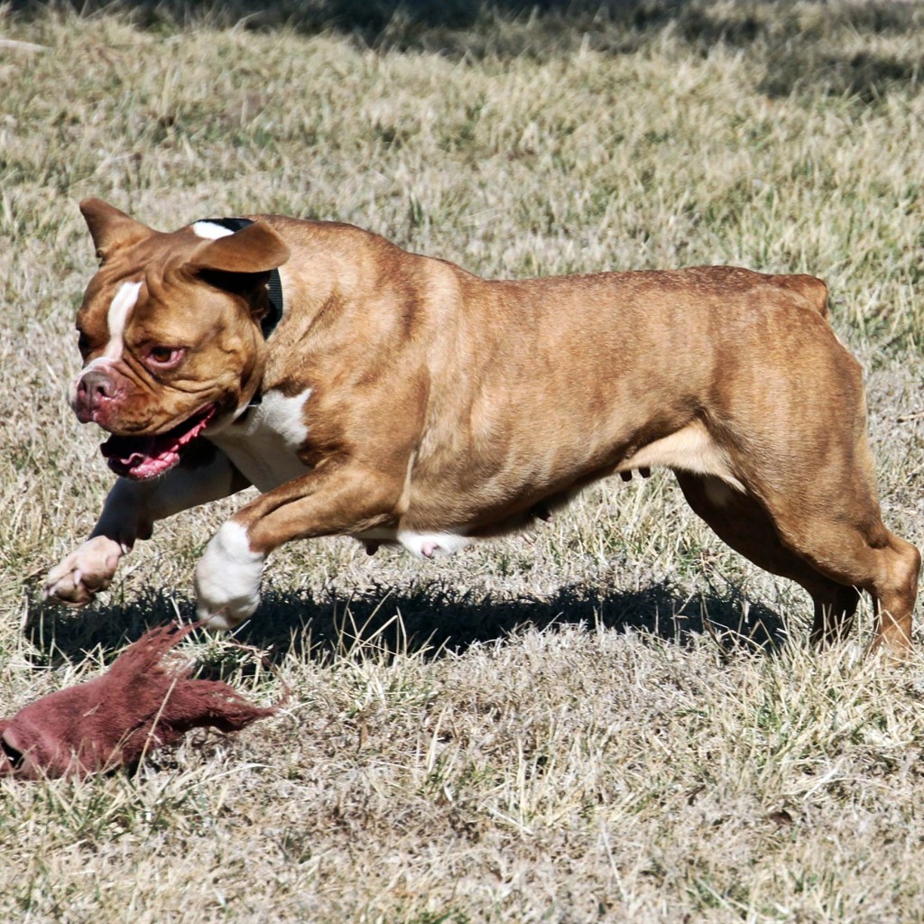 olde english bulldogge playing