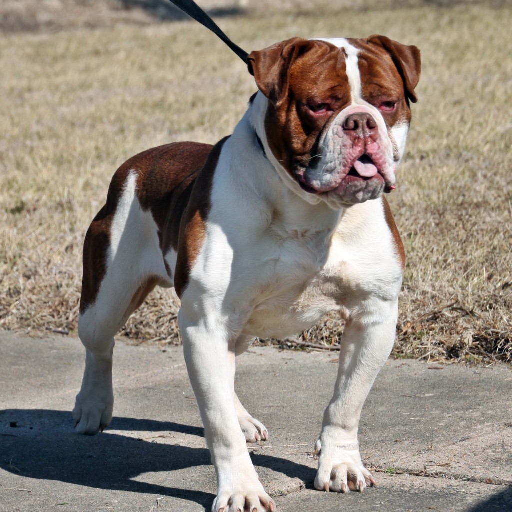 Thick red Bulldogge