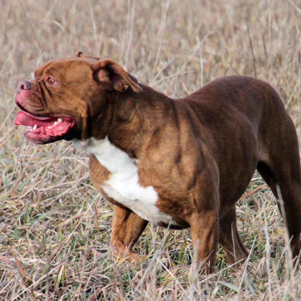 Olde English Bulldogge shoulder