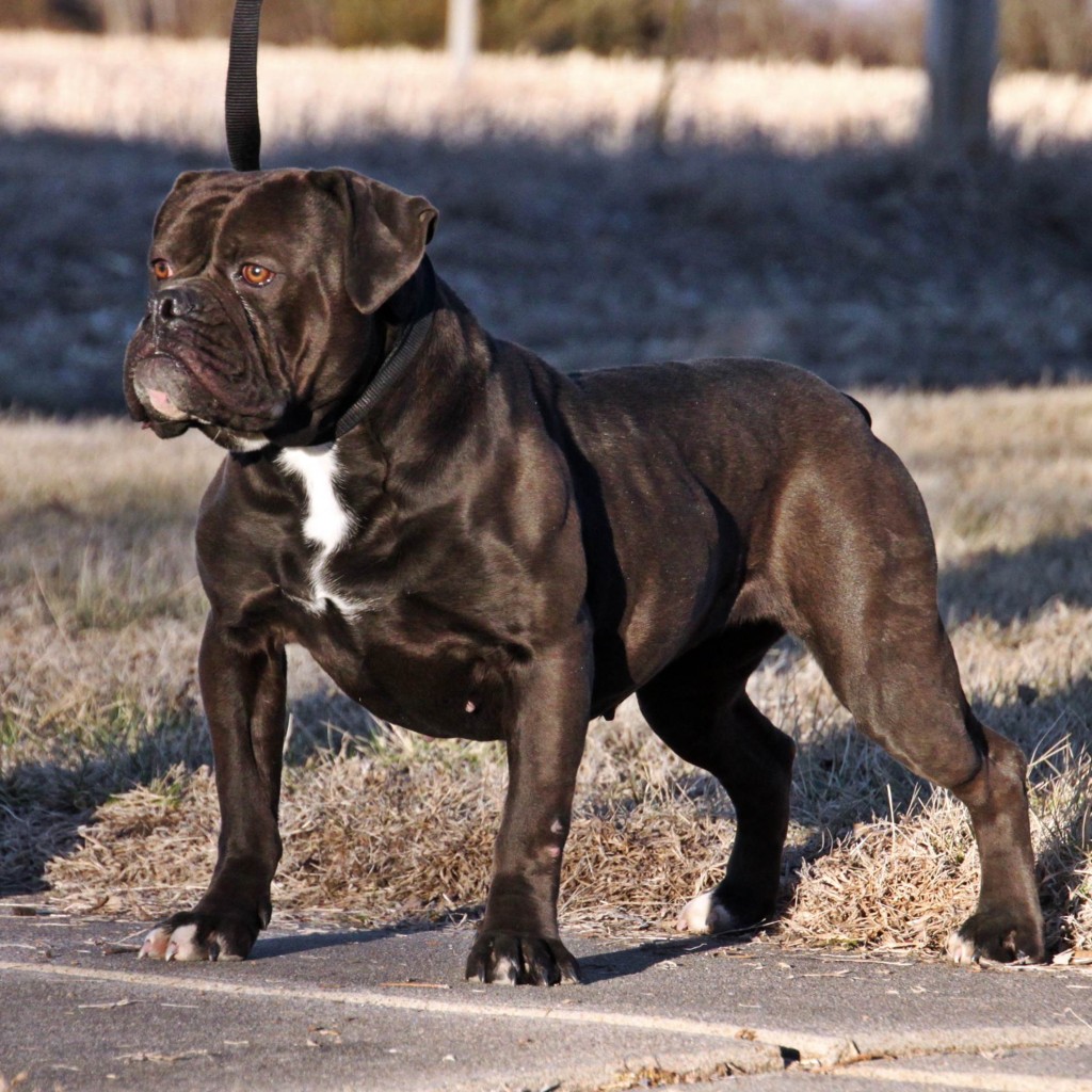 Dark Brown Old English Bulldogge on Leash