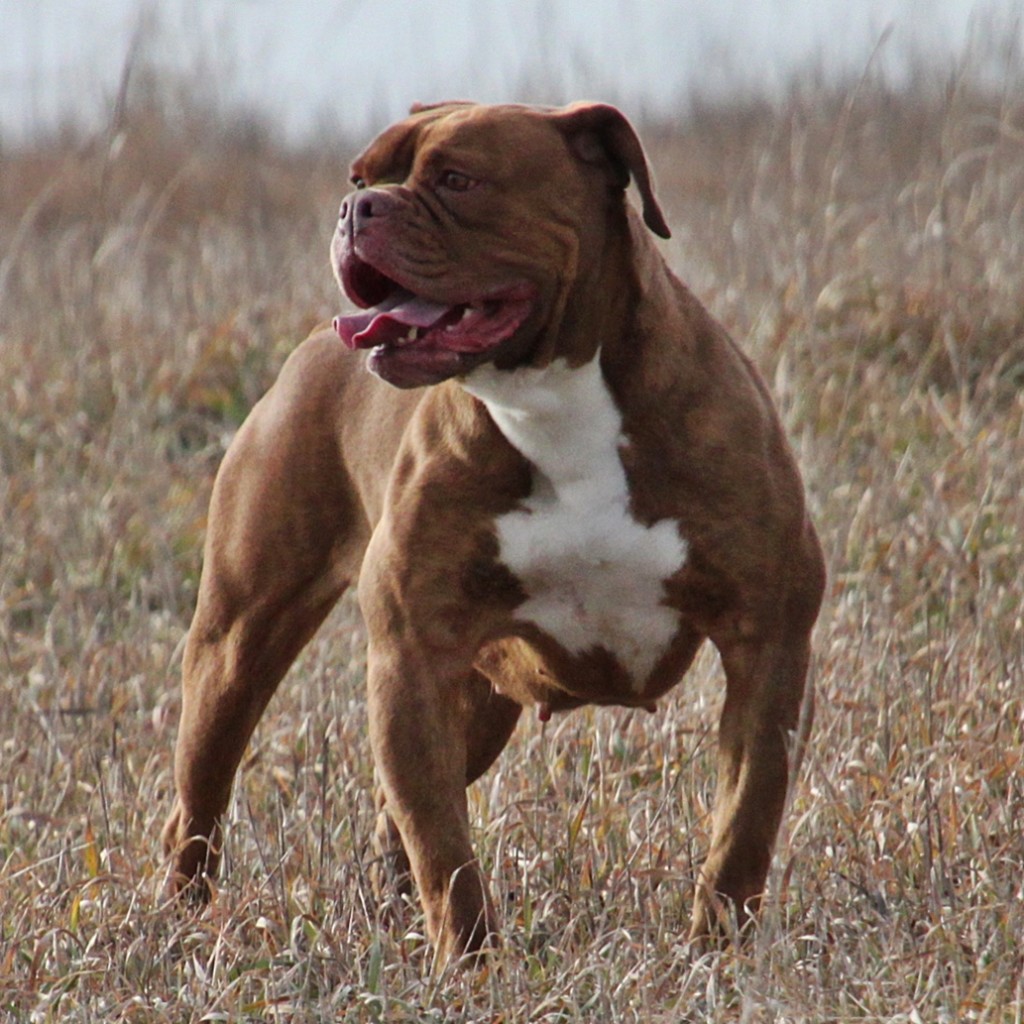 Evolution's Purely Sinful - Olde English Bulldogge