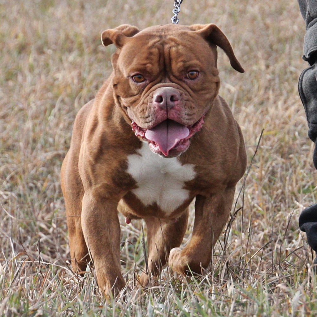 Sin the Olde English Bulldogge