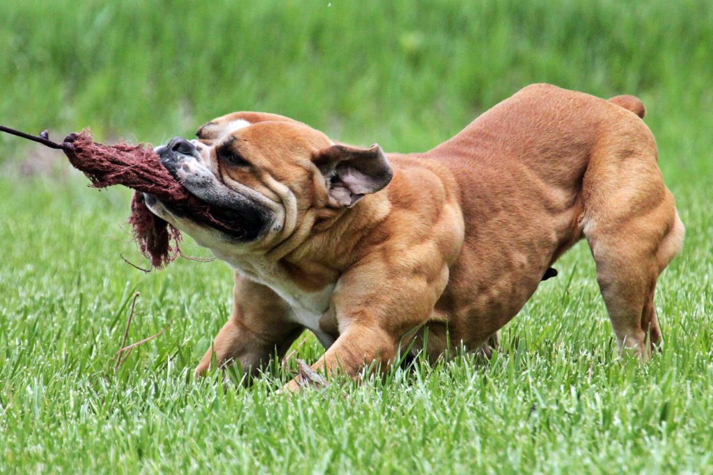 Brown English Bulldogge Puppy