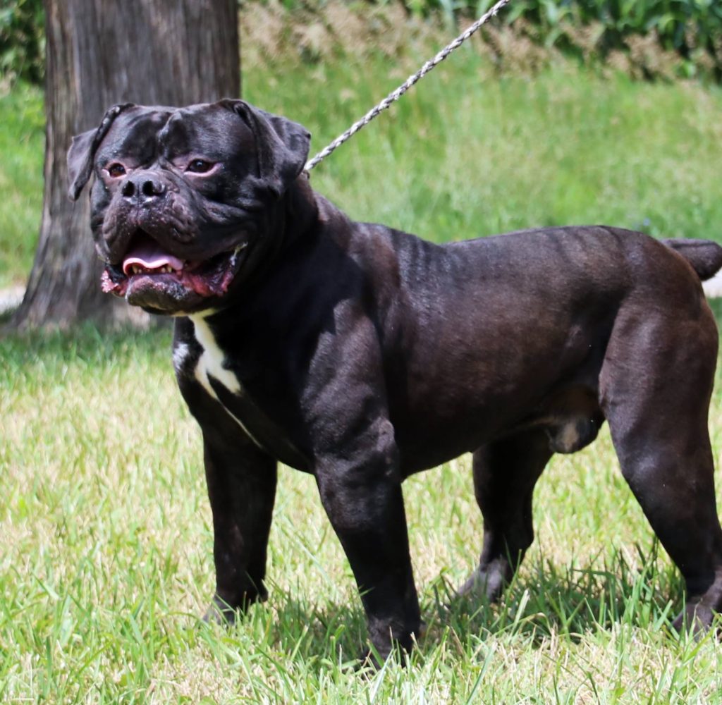 Olde English Bulldogge Stud on Leash