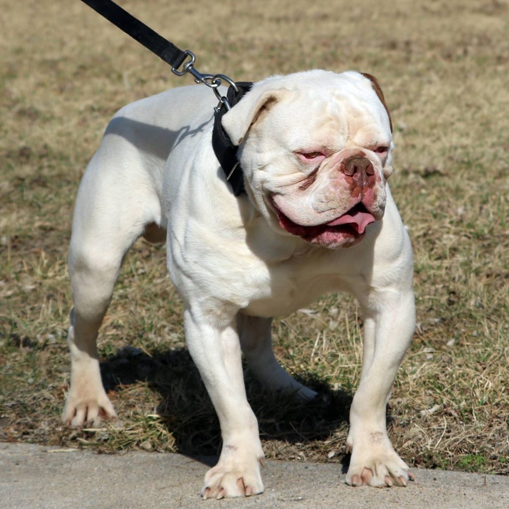 White Male English Bulldogge Outside