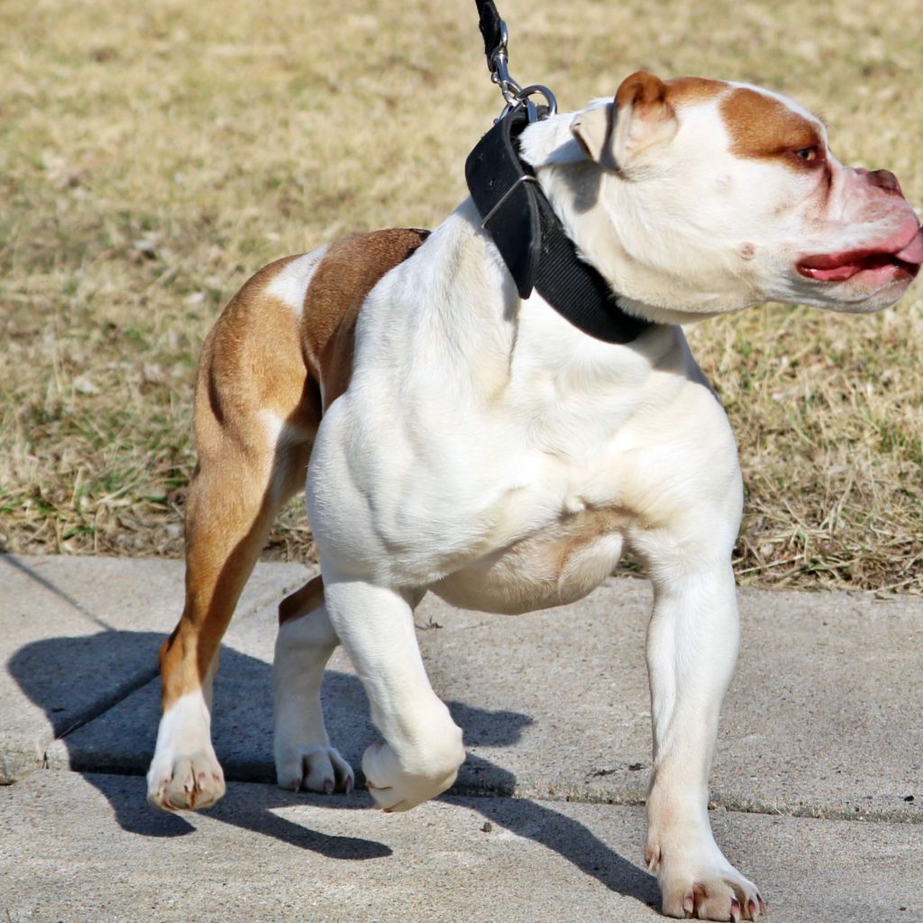 Muscular Olde English Bulldogge dam