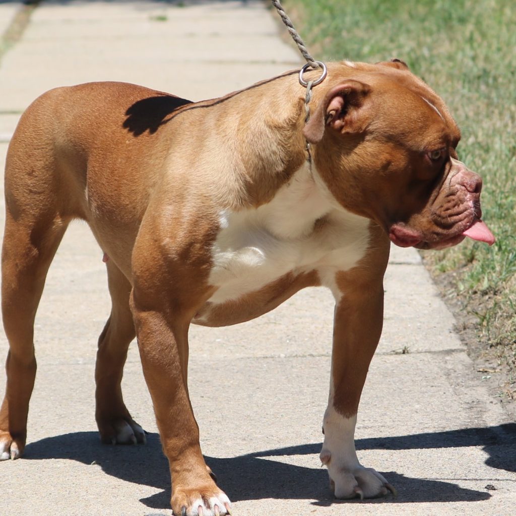 Thick neck Olde English Bulldogge