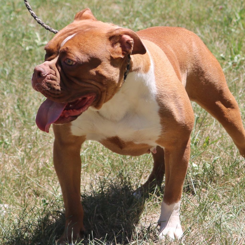 panting red bulldogge female