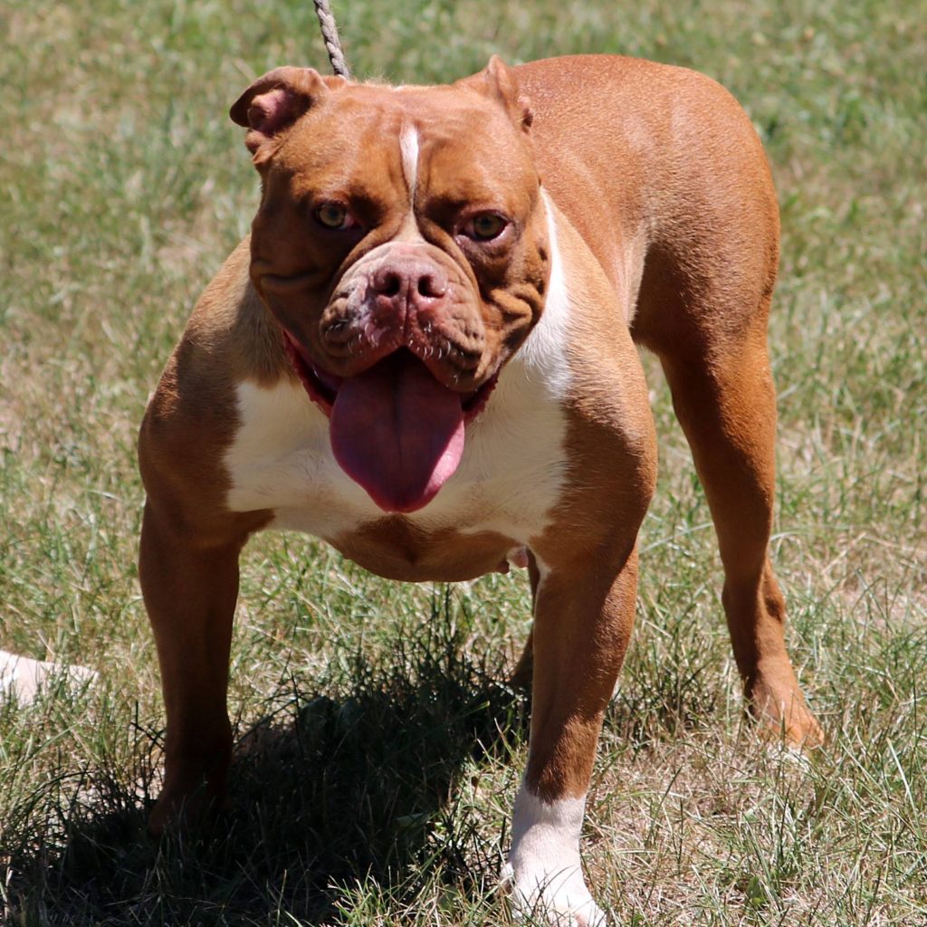 red bulldog