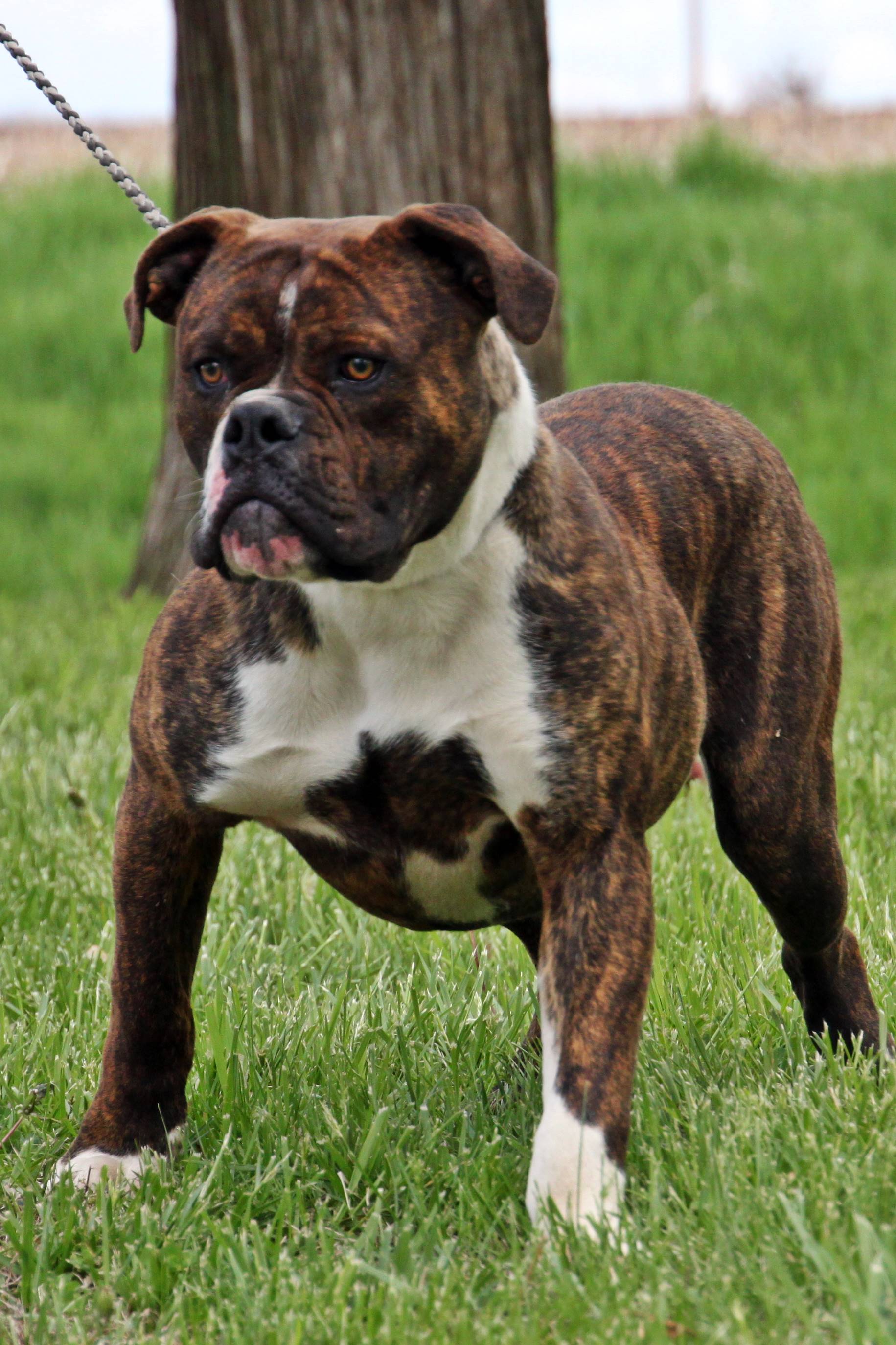 Olde English Bulldogge Puppies for Sale from Evolution