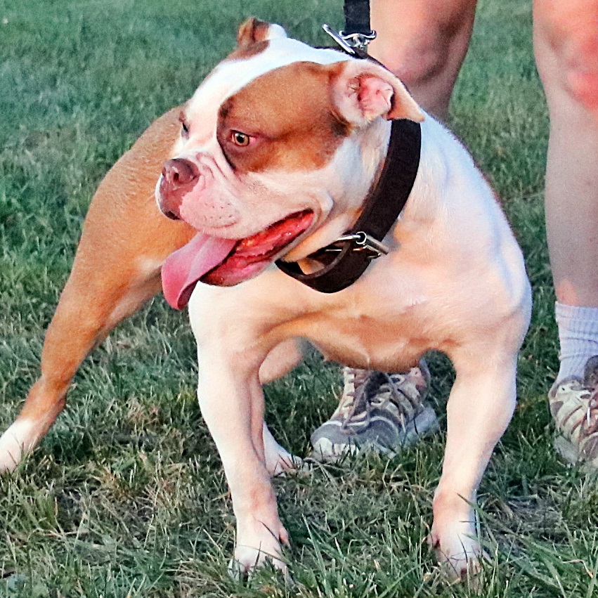 white and red olde english bulldogge