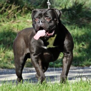 Huge Black Bulldog