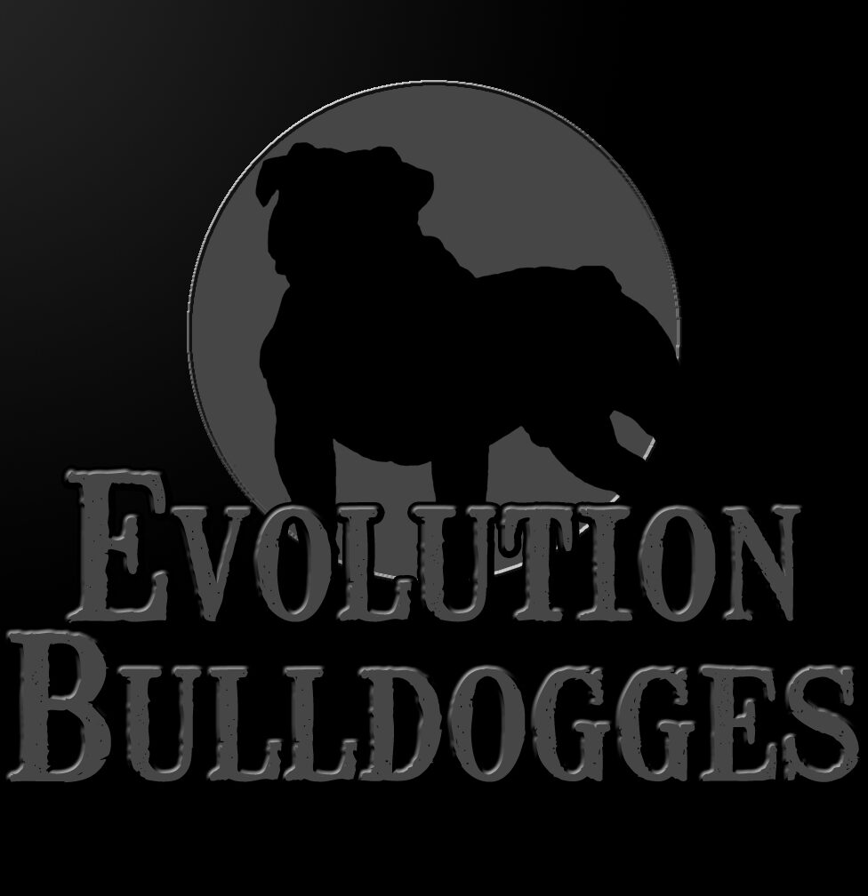 Evolution Olde English Bulldogges