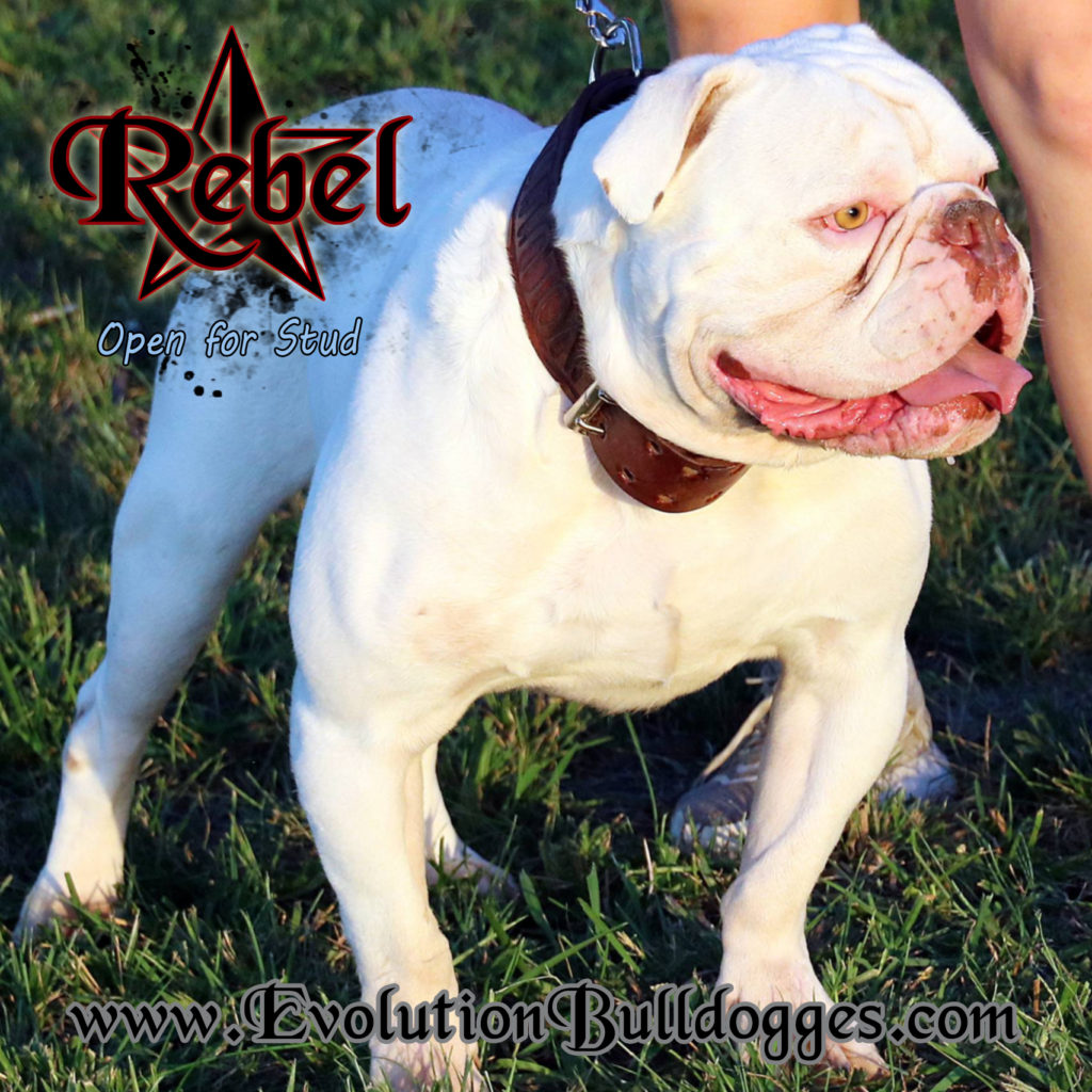 Evolution's Rebel - Olde English Bulldogge stud