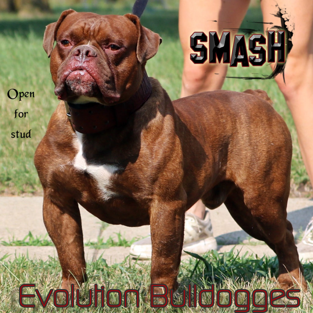 Evolution's Smash - open for stud service