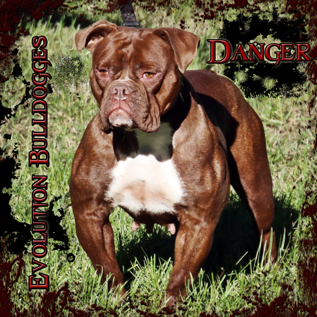 Evolution's Danger - female chocolate Bulldogge