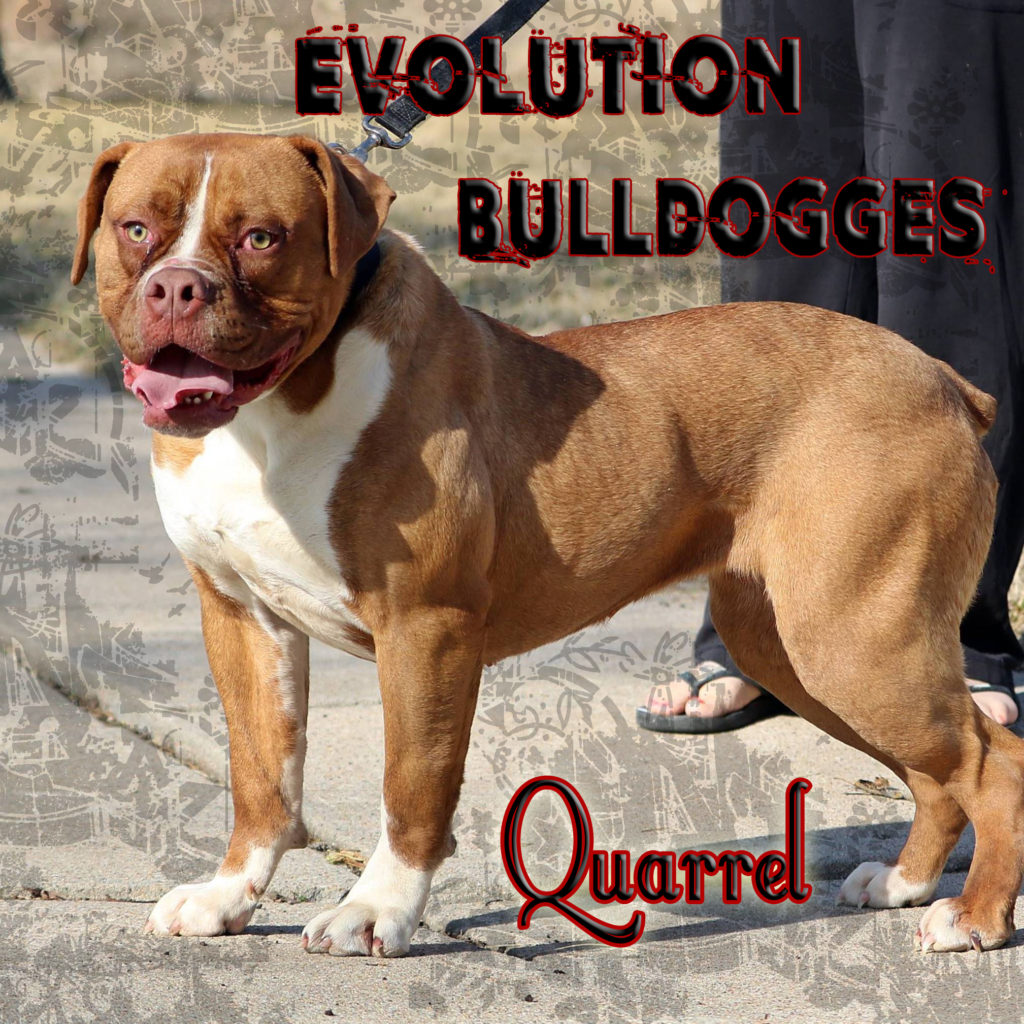 Evolution's Quarrel