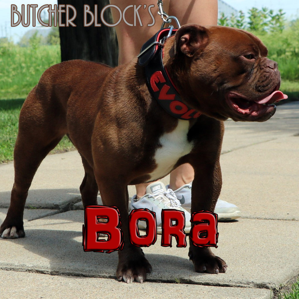 Butcher Block's Bora - Olde English Bulldogge