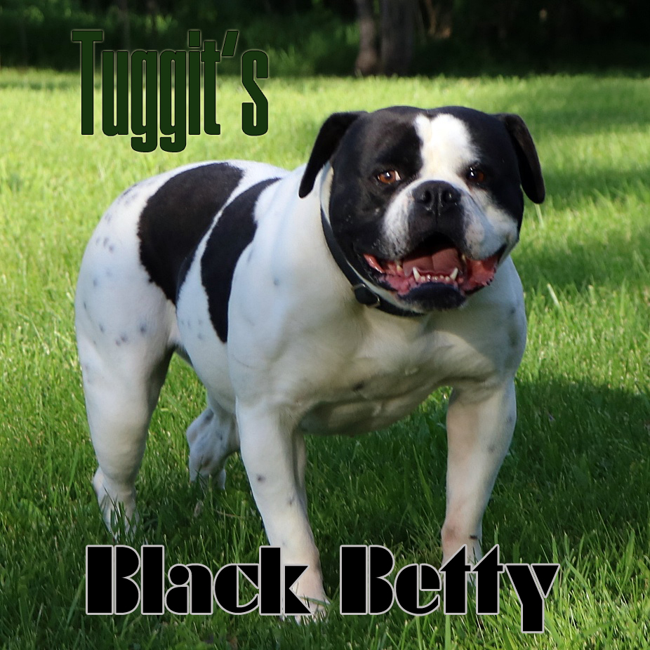 Tuggit's Black Betty