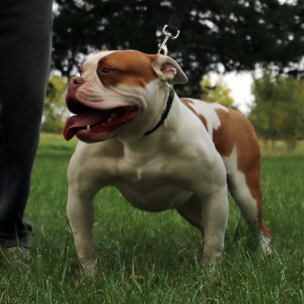 Red Nose Olde English Bulldogge female