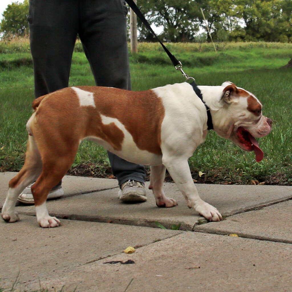 Olde English Bulldogge side shot