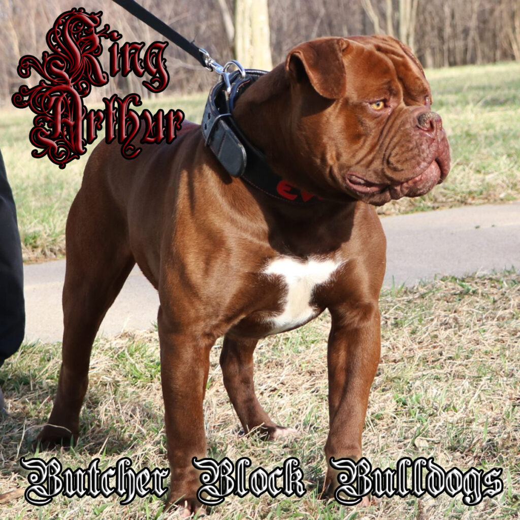 Chocolate Olde English Bulldogge Stud 