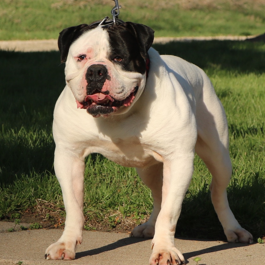 Evolution's Clutch— Olde English Bulldogge Stud