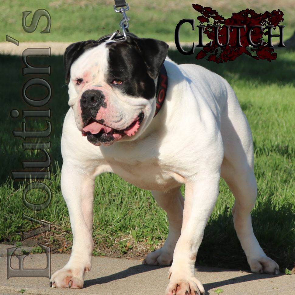 White and black Olde English Bulldogge stud