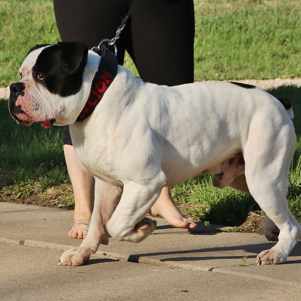 Olde English Bulldogge stud- Evolution's Clutch