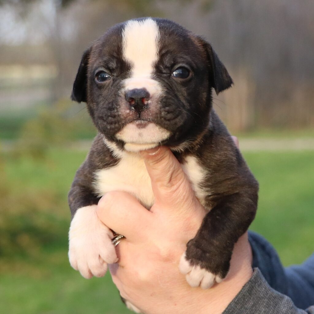 Olde English Bulldogge Puppies
