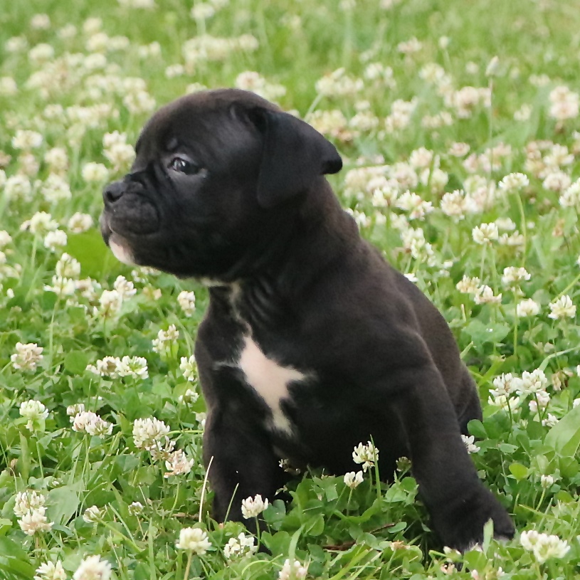 Black bulldog puppy in clover