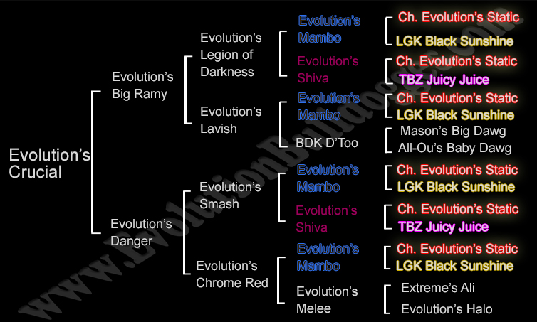 Olde English Bulldogge pedigree - clockwise breeding
Evolution's Crucial