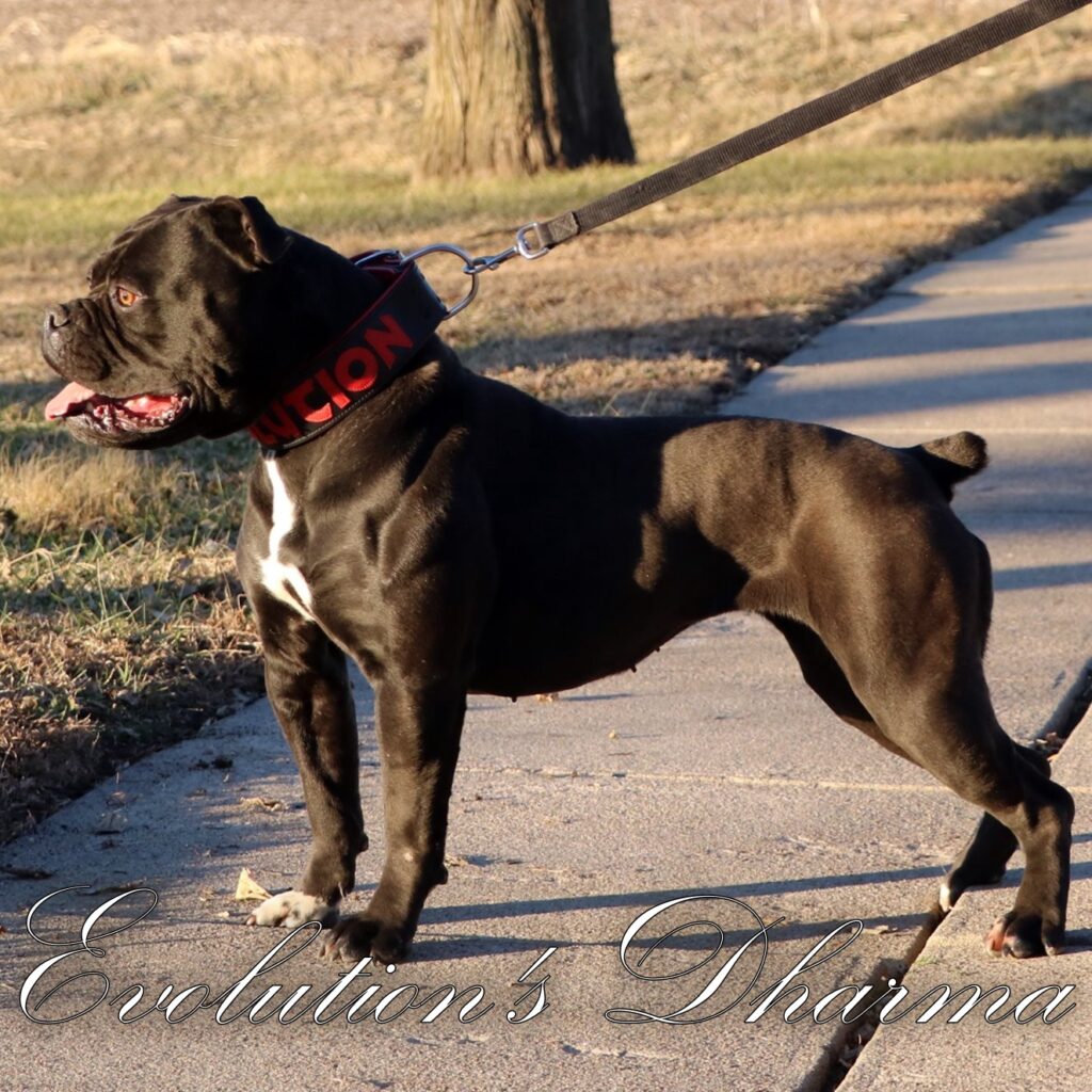 Evolution's Dharma - Olde English Bulldogge bitch