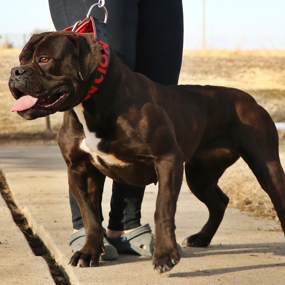 giant Olde English Bulldogge female