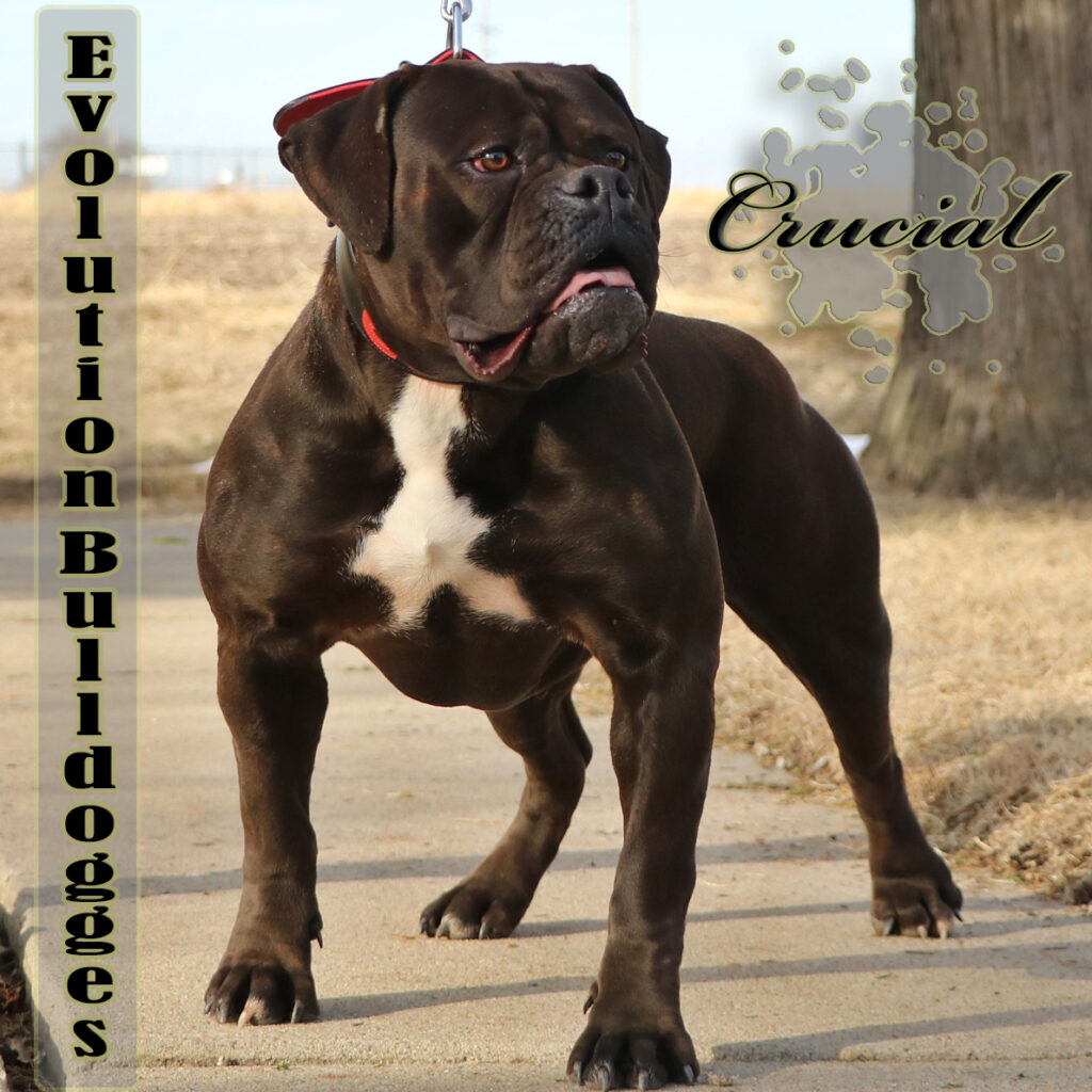 Evolution's Crucial - Olde English Bulldogge bitch