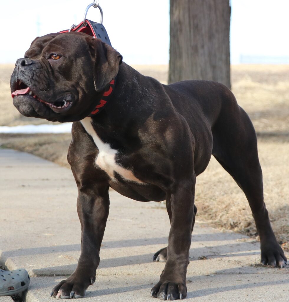 black brindle Olde English Bulldogge tall and muscular