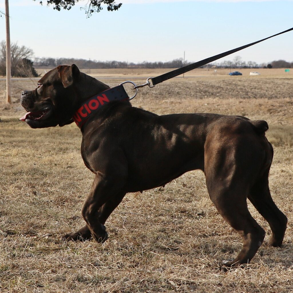 Side view of Evolution's Crucial - large Olde English Bulldogge bitch