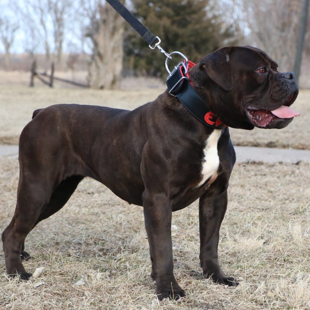 Evolution Bulldogge Crucial - 92 pound Olde English Bulldogge bitch