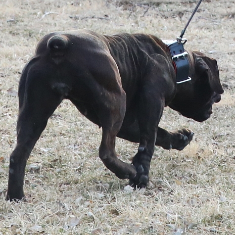 Olde English Bulldogge muscular rear