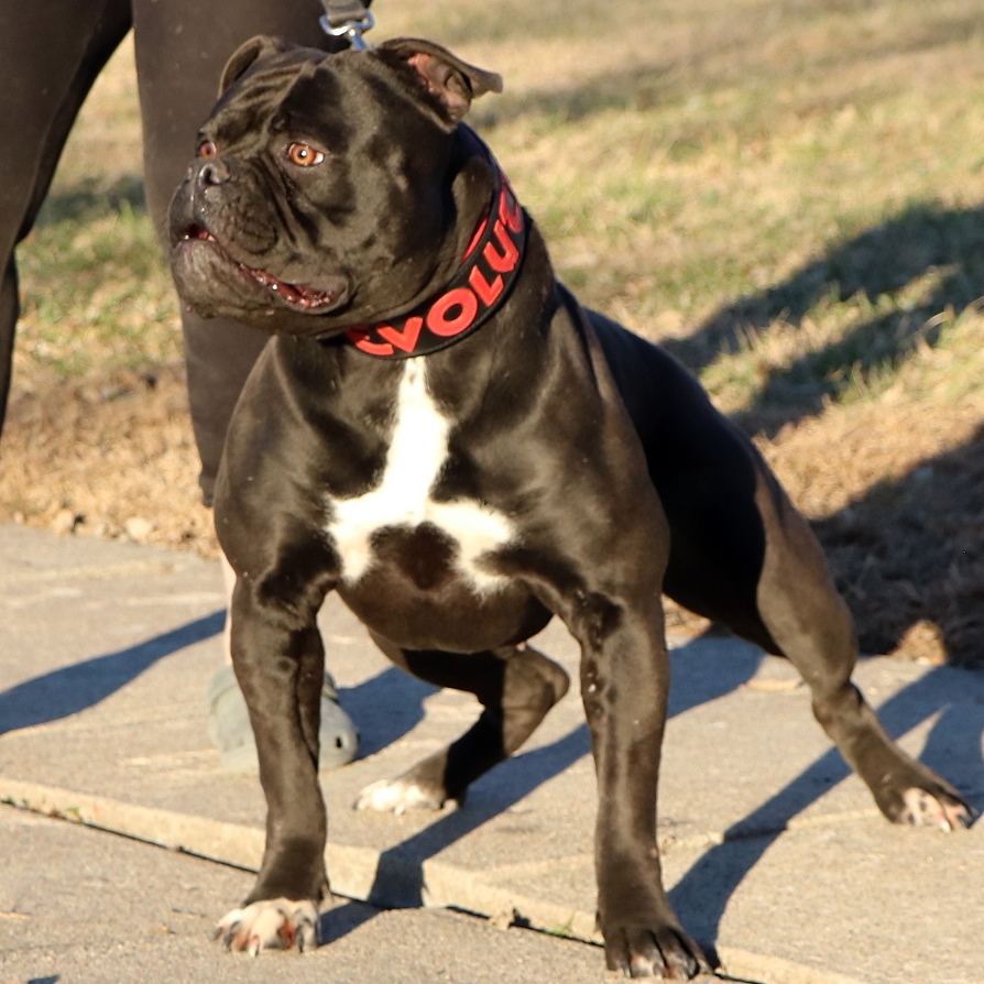 drivey bulldogge