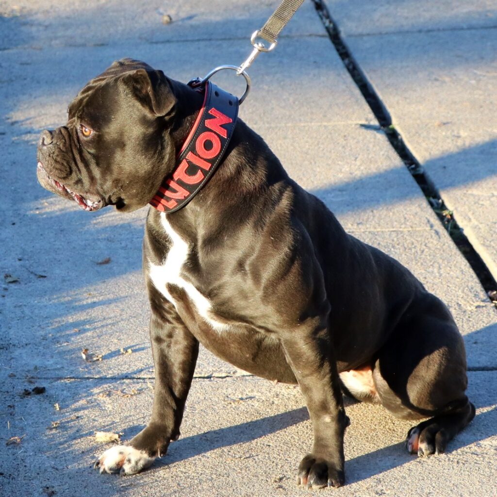 Olde English Bulldogge female with seal coat sitting on leash