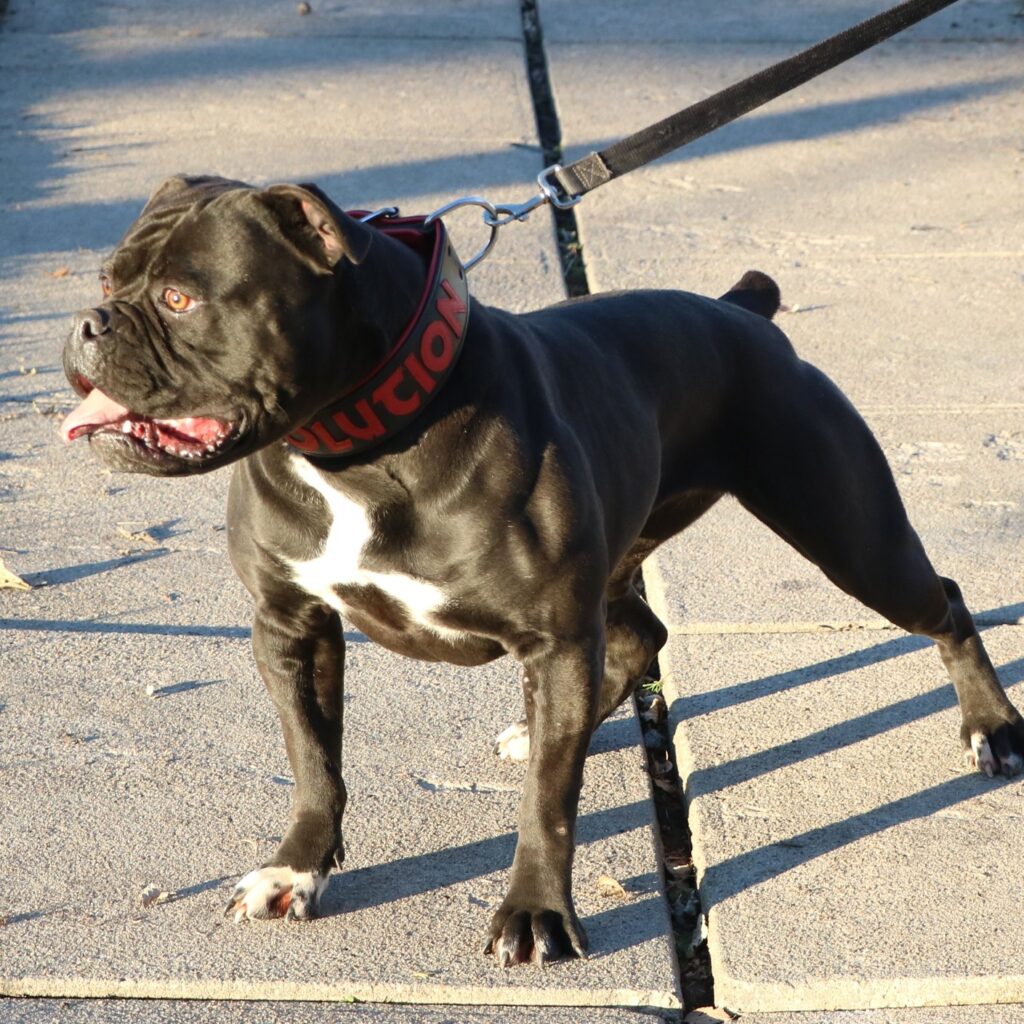 Black Olde English Bulldogge bitch